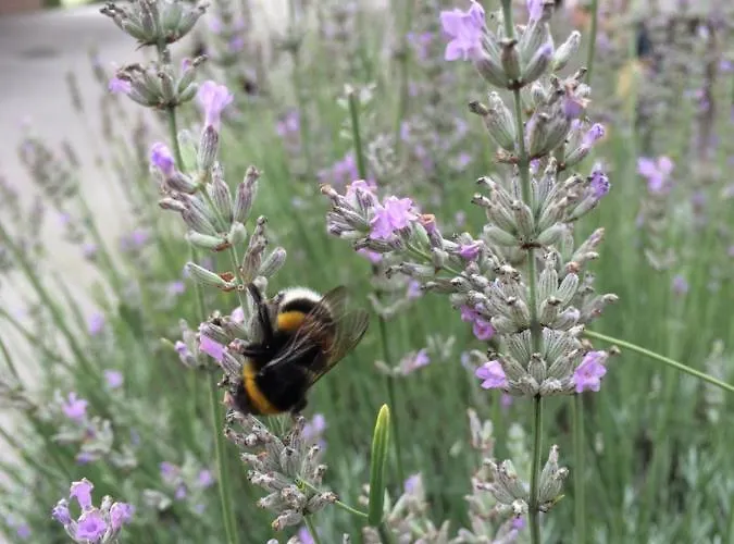 Apartament Apartma Nomad *